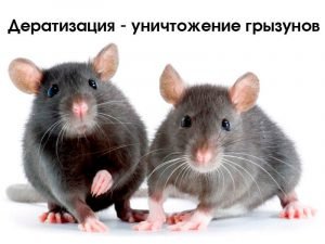 Дератизация - уничтожение грызунов 