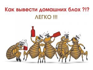 Как вывести домашних блох