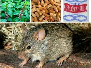 Как избавиться от крыс и мышей