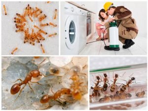 Как избавиться от муравьев в доме, квартире
