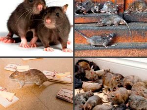 Методы уничтожения крыс