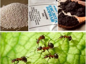 Способы и средства уничтожения муравьев